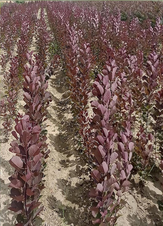 야외포전에 순화된 자주잎황로나무의 시험관외식물체들