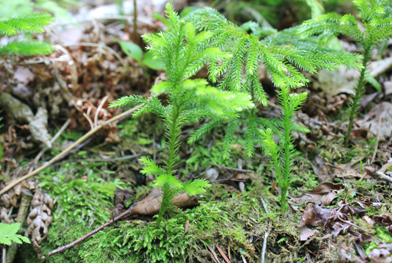 Lycopodium obscurum, a relict species of the Ice Age in Thaesang area, Inner Kumgang