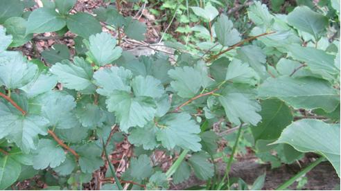 Spiraea trilobata in Kuryongyon Sangphaltam areas (June, 2016)