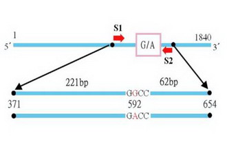 Efficient Screening of SNP