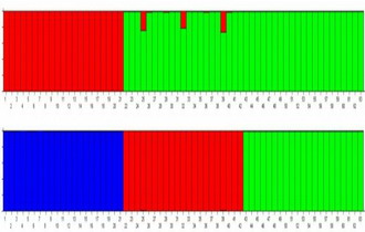 Genetic relationship between Pinus species in the Democratic People’s Republic of Korea
