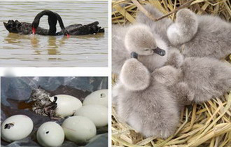 Winter breeding of black swan Cygnus atratus in a solar greenhouse with a water pond