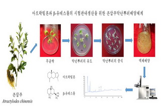 In vitro production of atractylon and β-eudesmol from Atractylodes chinensis by adventitious root culture