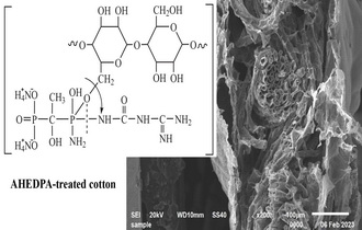 Preparation and Characterization of Durable Flame Retardant Cotton using Nontoxic Flame Retardant Ammonium Etidronate