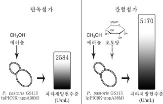 Improvement of the Recombinant Phytase Activity by Intermittent Feeding of Glucose During the Induction Phase of Methylotrophic Yeast Pichia Pastoris