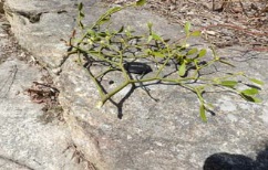 조선의 금강산의 약용식물다양성: 암치료에 효과적인 식물들