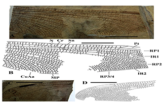 白土洞化石保护区的昆虫多样性