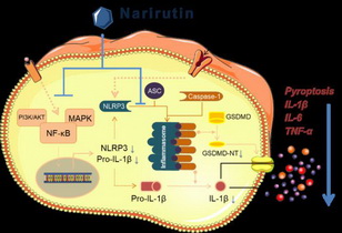 Narirutin Exerts Anti-Inflammatory Activity by Inhibiting NLRP3 Inflammasome Activation in Macrophages